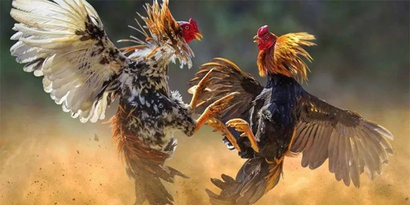 Thể loại kèo cược gà thú vị mà bạn nên trải nghiệm thử