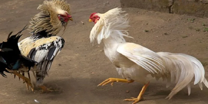 Tổng quan một số thông tin quan trọng về đá gà cựa sắt