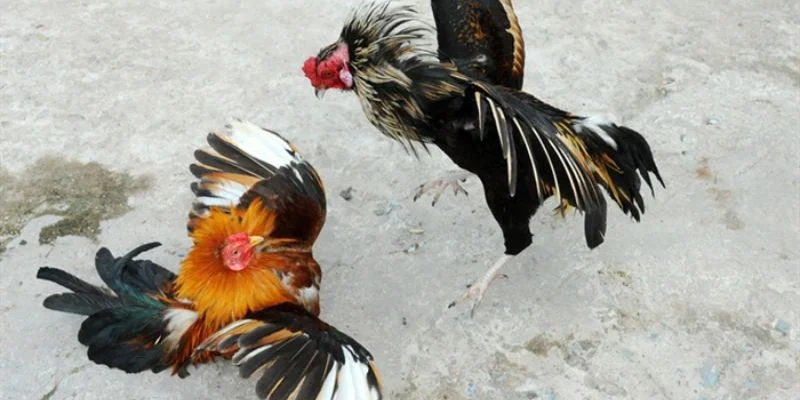 Khái quát một số thông tin hữu ích về đá gà trực tiếp thomo