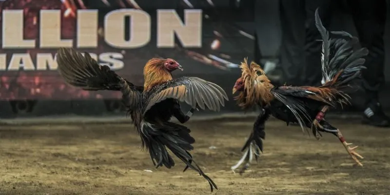 Top những hình thức đá gà phổ biến và thu hút người chơi