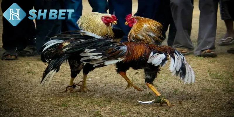 Tổng hợp các ưu điểm vượt trội của chọi gà siêu hạng