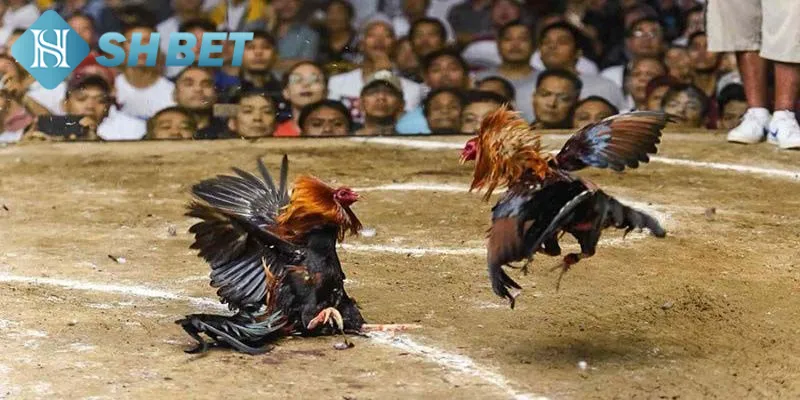 Mẹo đặt cược chọi gà tỷ phú tăng tỷ lệ thắng hiệu quả