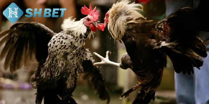 Chi tiết quy luật chơi chọi gà tỷ phú cho thành viên mới