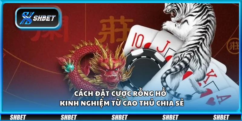 Cách đặt cược Rồng Hổ – Kinh nghiệm từ cao thủ chia sẻ